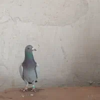 پلاکی|پرنده|دهدشت, |دیوار