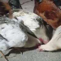 خروس محلی|حیوانات مزرعه|پیر سلیمان, |دیوار