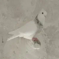 معاوضه با (کفترطوق شازده ماده هست)