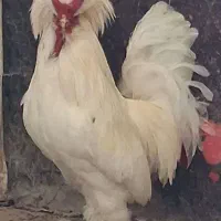 خروس سلطان زیبا