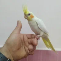 عروس هلندی|پرنده|رشت, حومه رشت|دیوار