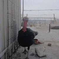 بوقلمون رسمی