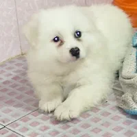 واگذاری توله سگ شیتزو