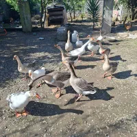 غاز محلی و قو غاز|حیوانات مزرعه|لاهیجان, انقلاب|دیوار