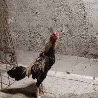 خروس لاری