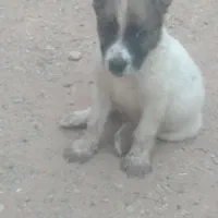 توله نر