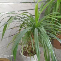 گل اپارتمانی