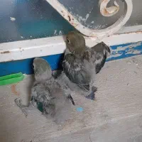 جوجه کوتوله