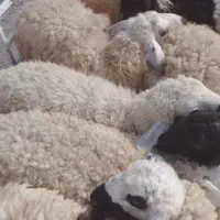 دوباره ودوبزغاله