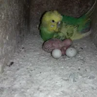 مرغ عشق پروانه ای دوگل رنگین کمانی با جوجه سرلاکی|پرنده|قائم‌شهر, |دیوار