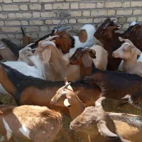 تعدادی میش و بره درجه یک برای فروش دارم