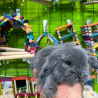 خرگوش مینی لوپ|موش و خرگوش|قائم‌شهر, |دیوار