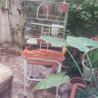 قفس پرنده با وسایل و پایه قفس