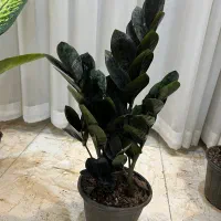 گل اپارتمانی مستقیم از گلخانه|گل و گیاه طبیعی|سنندج, |دیوار