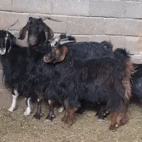 بز داشتی|حیوانات مزرعه|سلفچگان, |دیوار