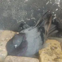 کفتر پرنده