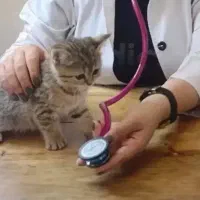 دامپزشکی *اورژانس۲۴ساعته* دامپزشک