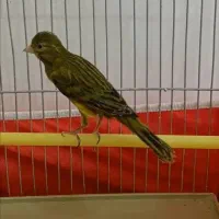 قناری|پرنده|داراب, |دیوار