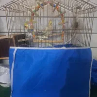 عروس هلندی مولد|پرنده|خمینی‌شهر, |دیوار