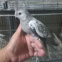 عروس هلندی مولد ،جوجه سرلاکی و دونخور|پرنده|هشتگرد, خور|دیوار