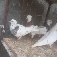 فروشی|پرنده|مهربان, |دیوار