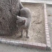 گربه نژاددار