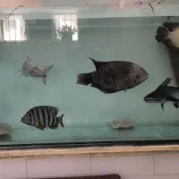 ماهی آکواریومی