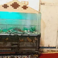 اکواریوم|ماهی|خرمشهر, |دیوار