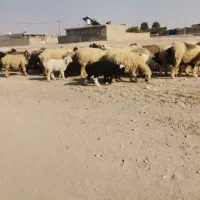 میش بره دار|حیوانات مزرعه|ارسنجان, |دیوار