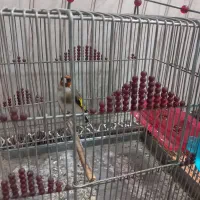 سهره|پرنده|نی‌ریز, |دیوار