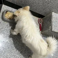 سگ پامرانین خانگی با شناسنامه|سگ|قائن, |دیوار