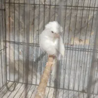 قناری نر|پرنده|باقرشهر, |دیوار