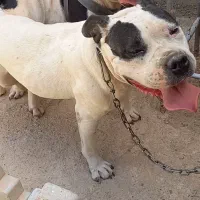 امریکن پیت بول ماده نزدیک فحل یا معاوضه...