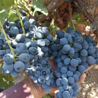 فروش نهال یک ساله|خدمات باغبانی و درختکاری|خاو و میرآباد, |دیوار