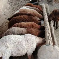 بره و گوسفند