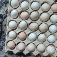 تخم مرغ نطفه دار گلین