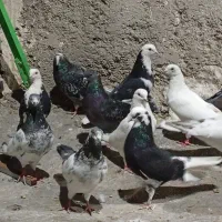 کبوتران ناب|پرنده|مشگین شهر, |دیوار