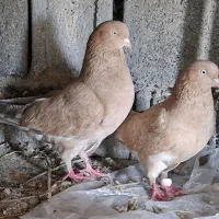 کبوتر کله ای