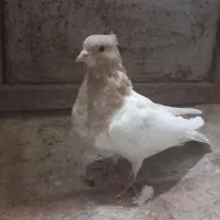 کبوتر کله زرد