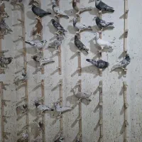 کبوتر یا کفتر سرور قزوینی