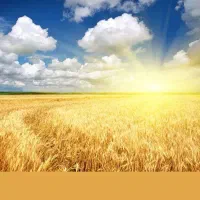 اجاره روزانه .هفتگی . سوییت و ویلا