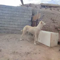 توله سگ سرابی ماده|سگ|سراب, |دیوار