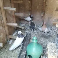 کفتر