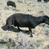 قوچ قره قزل