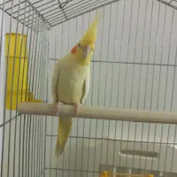 عروس هلندی خشگل کشیده لوتینو|پرنده|مشهد, امیریه|دیوار