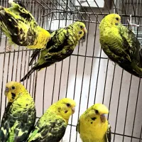 بلک وینگ (بال سیاه)