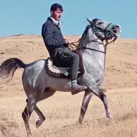 اسب نریان کرد