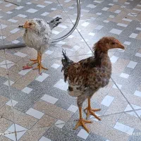 دو عدد جوجه