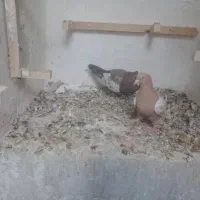 نرو ماده سینه|پرنده|شیراز, شهرک مفتح|دیوار