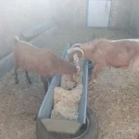 چبش و بزغاله پرواری|حیوانات مزرعه|سده (خراسان جنوبی), |دیوار